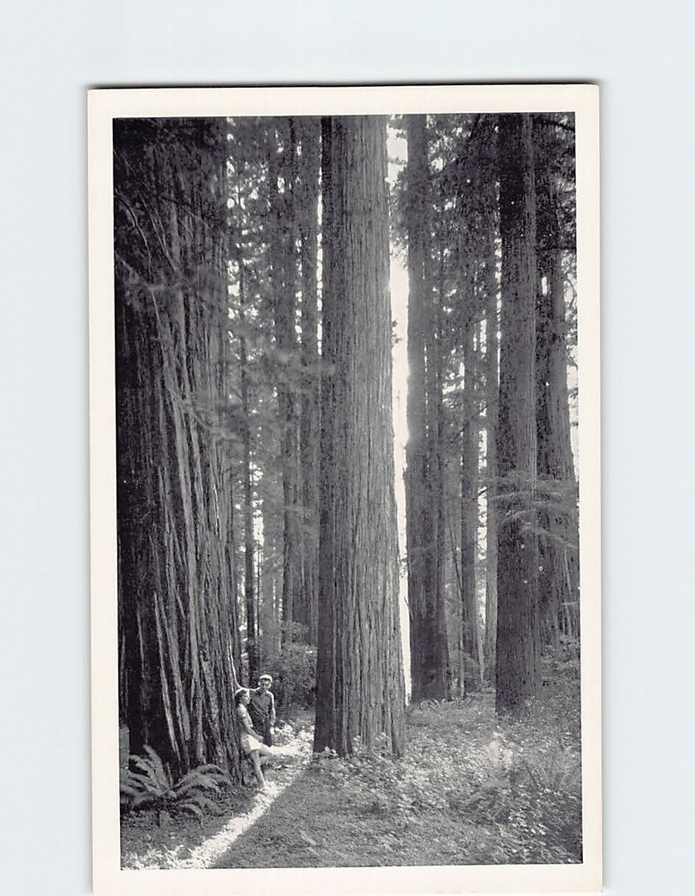 Postcard Giant Redwoods of the Redwood Empire San Francisco California USA