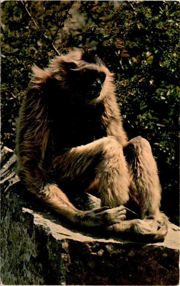 San Diego Zoo, Pileated Gibbon, Asia, United States, Washington, Kathy Postcard
