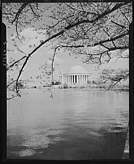 Photo:Washington DC Jefferson Memorial Cherry Blossoms 1930s Tidal Basin