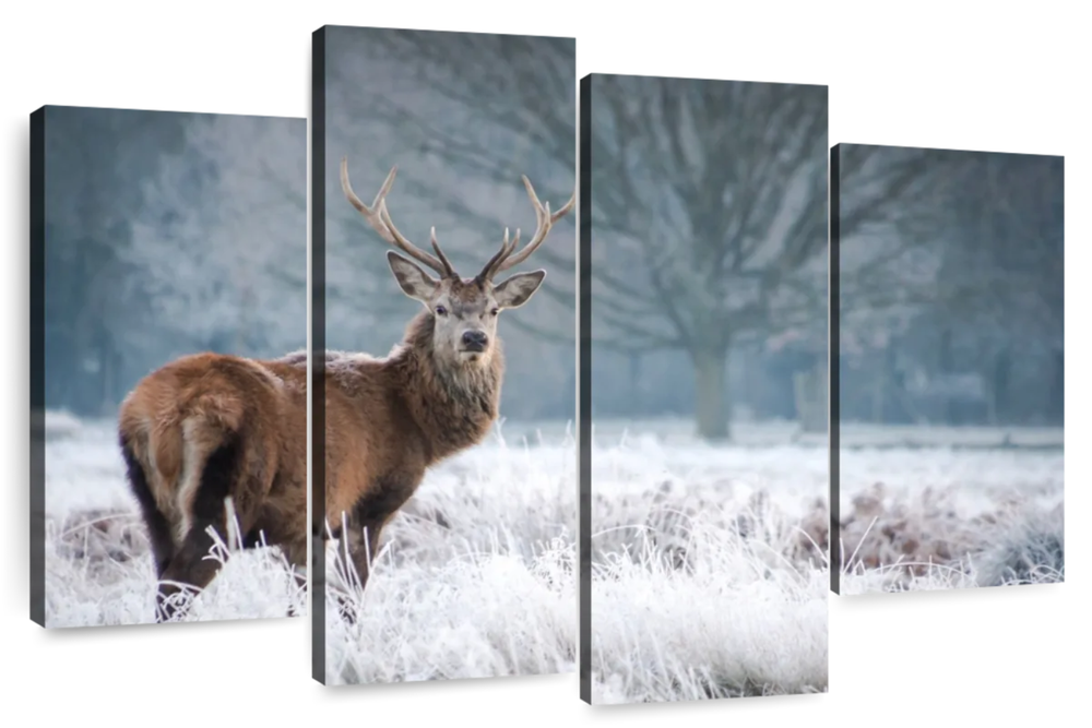 Deer Stare Wall Art