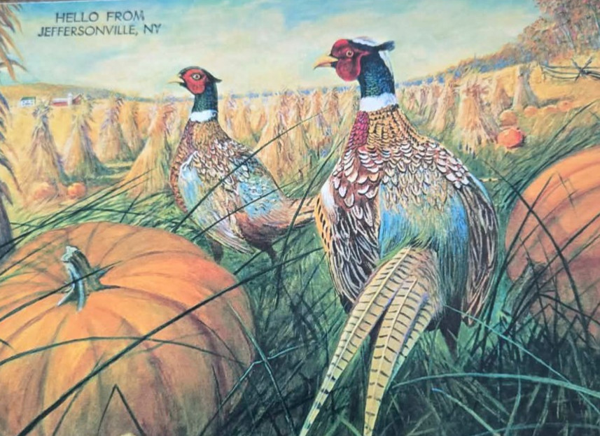 1950s Postcard Hello from Jeffersonville NY  Pheasants