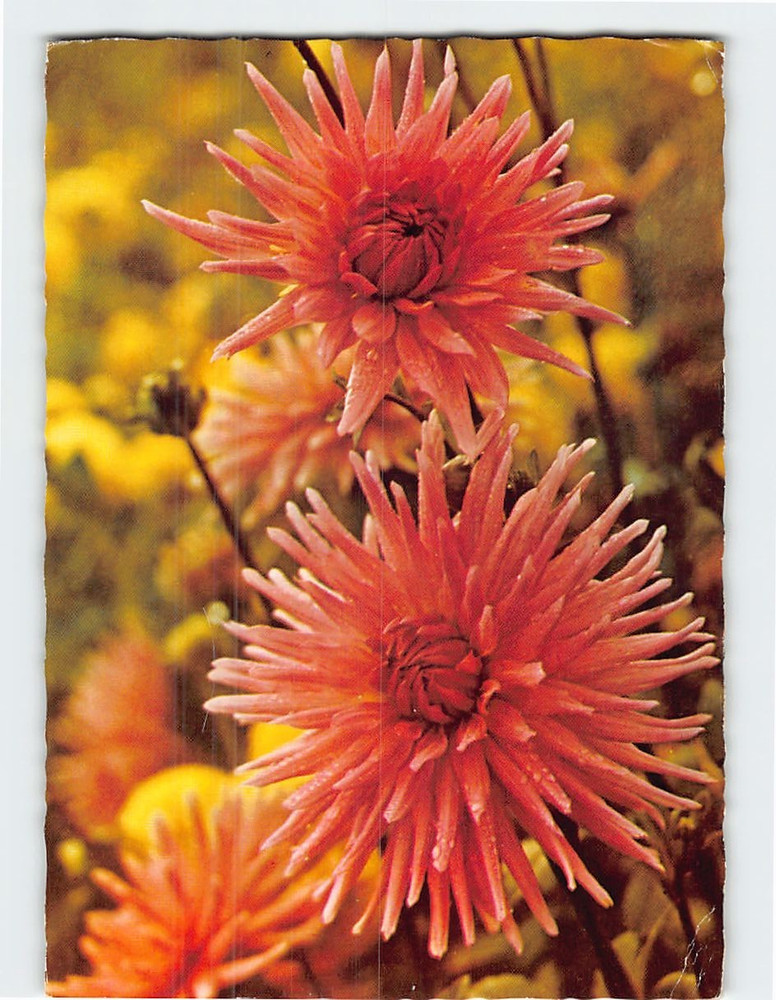 Postcard Dahlia Flower
