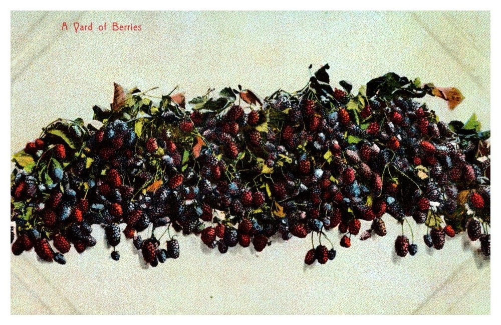 c1910 A Yard Of Berries Harvested From Southern California Vintage Postcard