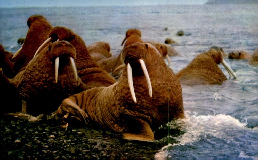 Walrus in Alaska, 1960s Wildlife Photography Postcard