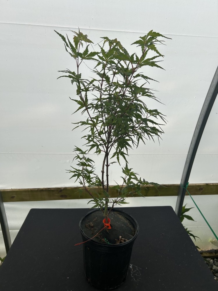 Acer palmatum 'Angel the Prince' Japanese Maple 1 Gallon-image