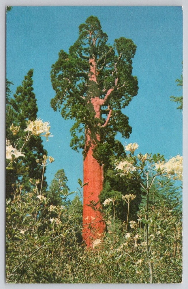 General Grant Sequoia Kings Canyon National Park CA Vintage Postcard