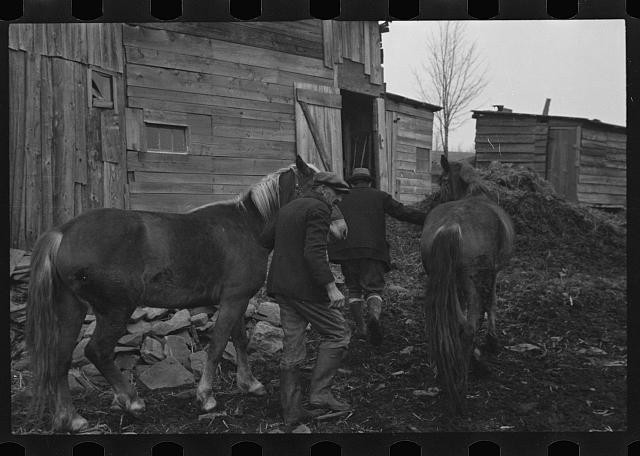 Photo:Kingston New York 1936 Resettlement Workers Horses Barn Scene