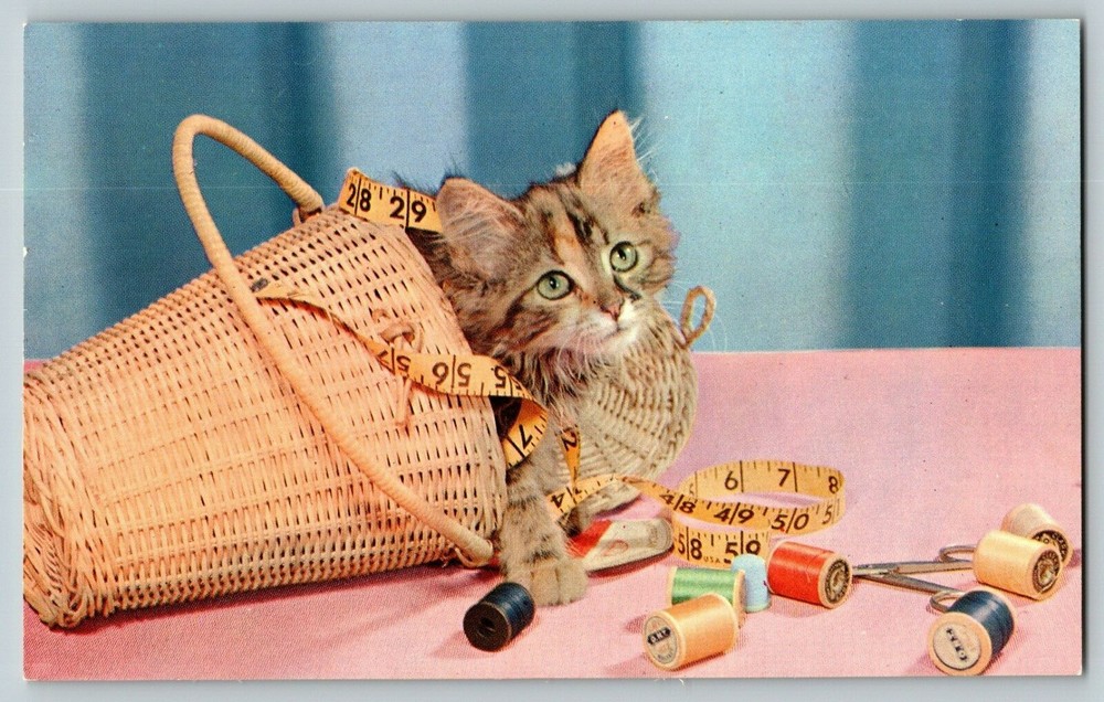 Vtg Chrome TX Kitten Little Miss Mischief Greetings From Bay City Texas Postcard