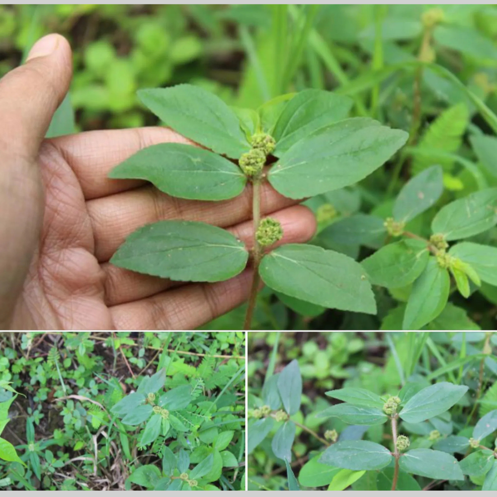 Pure Dried Euphorbia Hirta Dried Asthma Plant Herb Wildcrafted for Herbal Tea