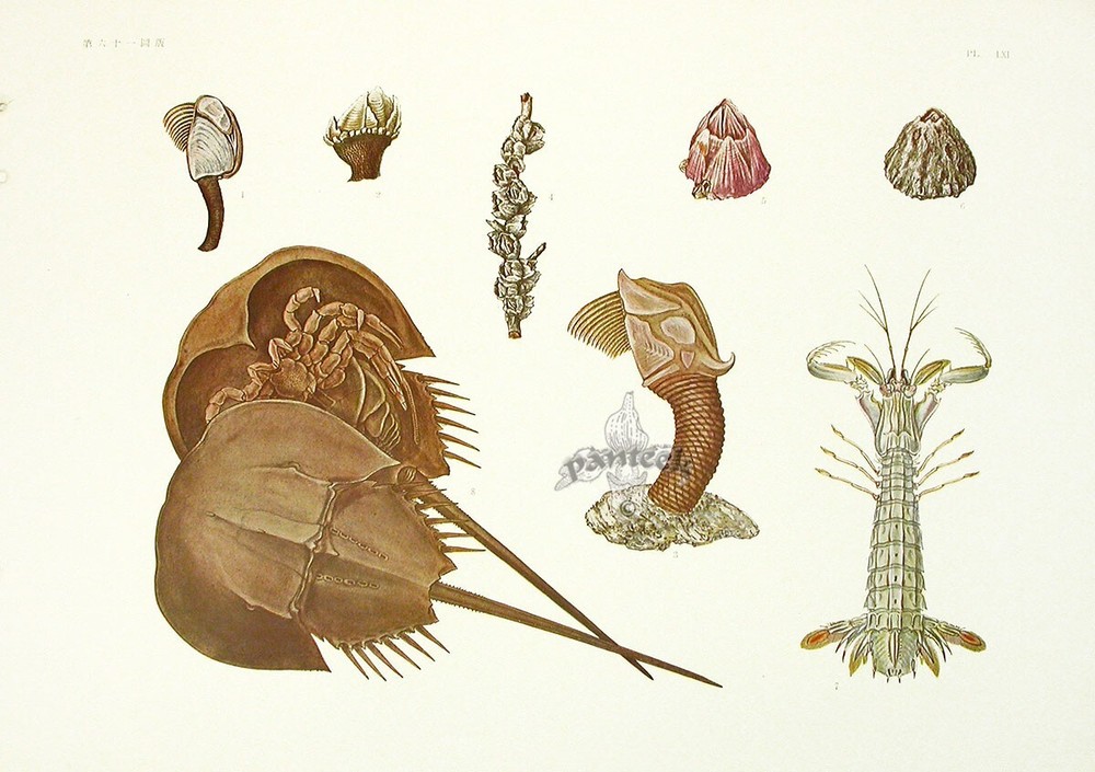 1931 Original Vintage Folio Print Japanese Aquatic Horseshoe Crab,Mantis Shrimp