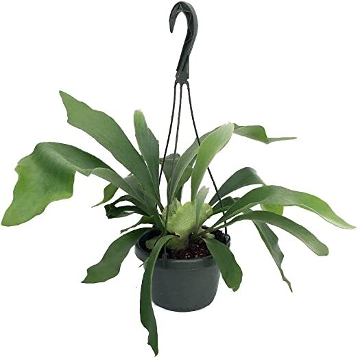 Platycerium Staghorn Fern Plant Exotic Purifies Air Home Office 6.5