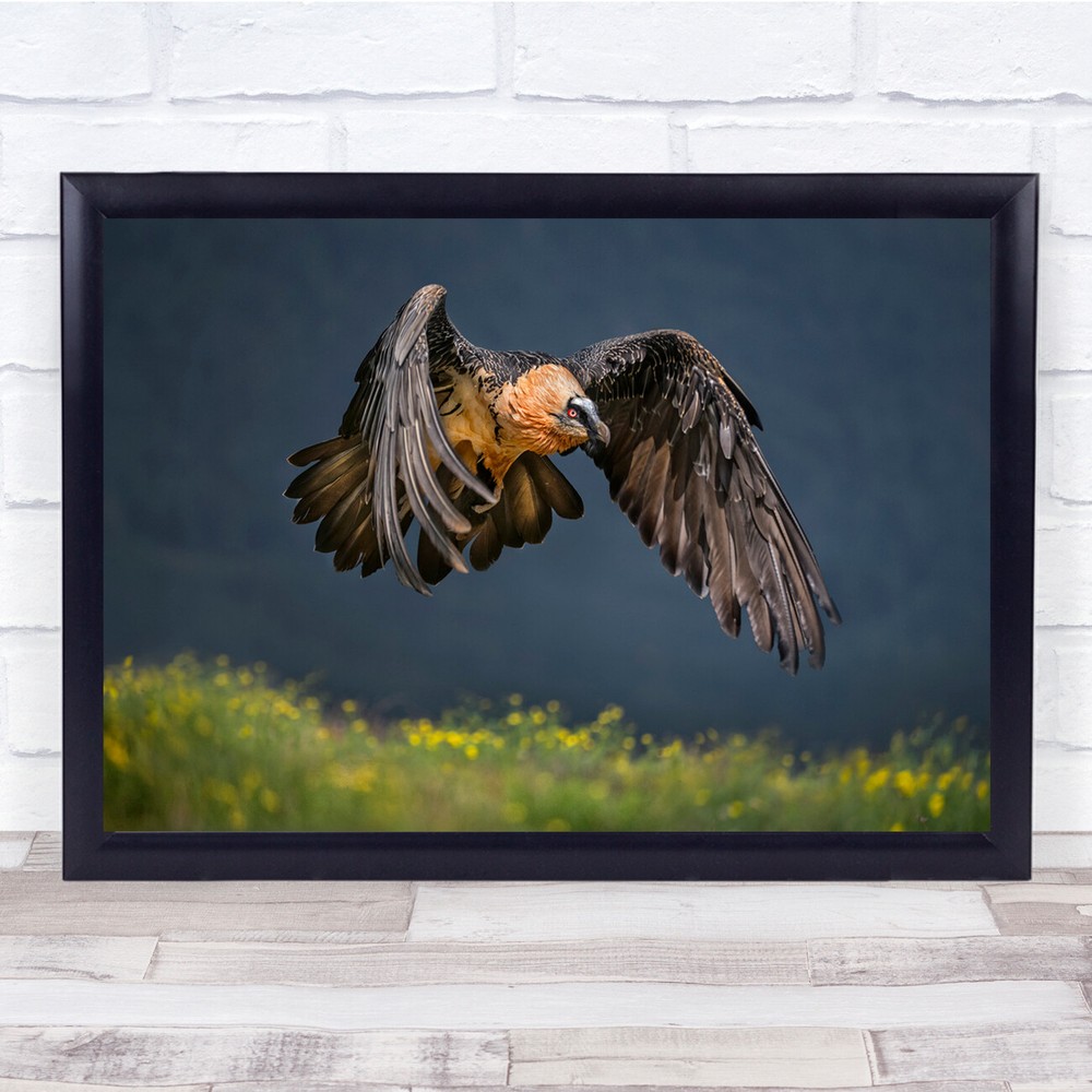 Vulture Flying Birds Wildlife nature Wall Art Print
