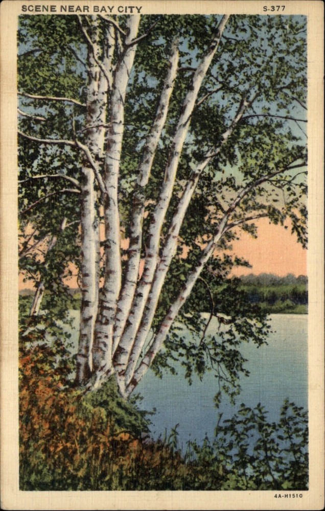 Michigan Bay City lake white birch tree scene ~ 1931 linen postcard sku295