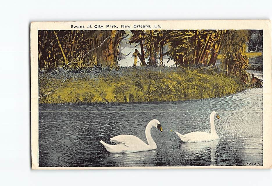 Postcard Swans at City Park New Orleans Louisiana USA