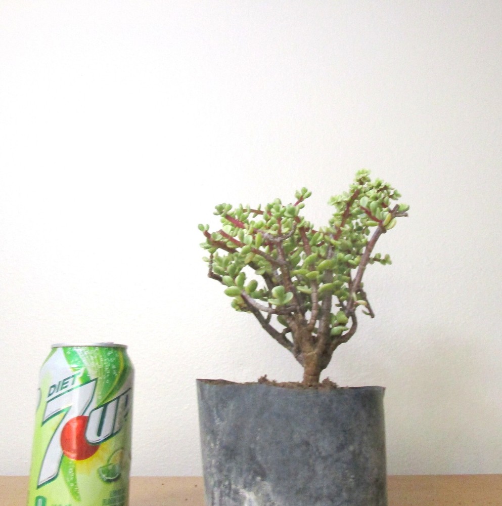 Variegated Baby Jade portulacaria for shohin mame bonsai tree