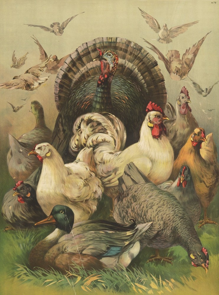 9673.Decoration Poster.Room Wall art.Home interior decor.Farm chicken and turkey