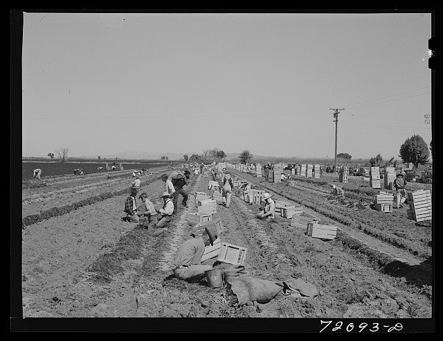 Photo:Yuma County Arizona 1942 Carrot Grading Bunching in Field Workers