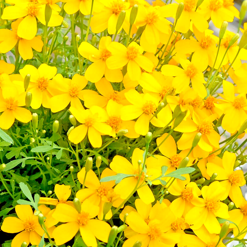 MEXICAN MINT MOSQUITO INSECT REPELLENT 20 SEEDS MARIGOLD HERB MEDICINAL NON-GMO