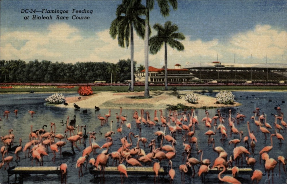 Hialeah Florida Race Course Flamingos feeding ~ 1940s linen postcard