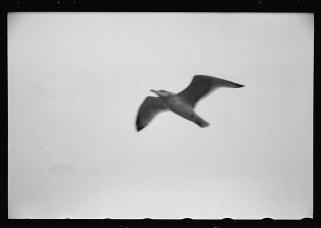 Photo:Seagull in Flight 1930s Black and White Photograph