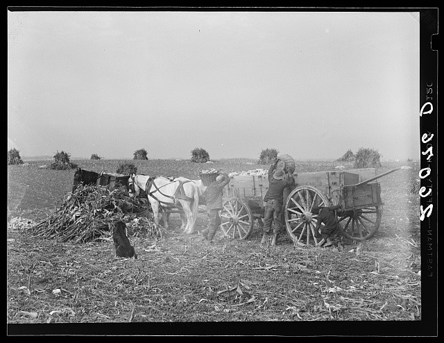 Washington County Maryland 1937 Corn Harvest Horse Wagon Loading Ears of Corn