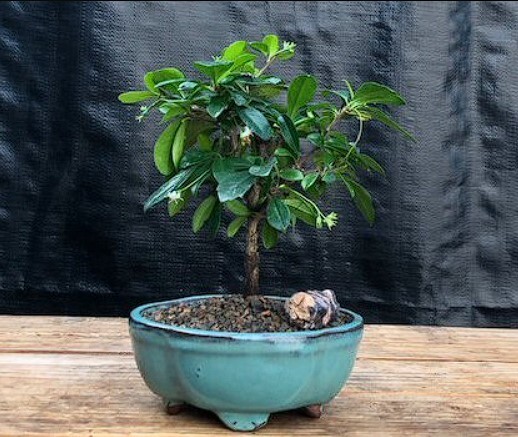 Fukien Tea Bonsai Tree Live Small Ehretia Microphylla Straight Trunk Style 6