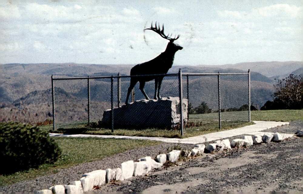 1955 Elk on the Trail Whitcomb Summit Mohawk Trail Massachusetts MA Postcard