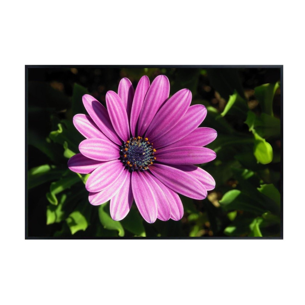 Osteospermum Barberae Botanical Print – African Daisy Floral Wall Art Poster
