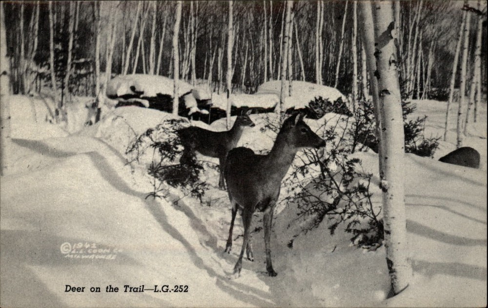 Michigan Hawks Greetings from deer on trail ~ 1950-60s vintage postcard