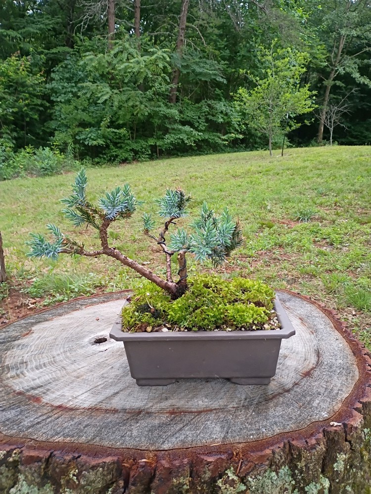 Blue Star Juniper Bonsai Tree