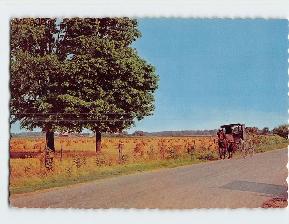 Postcard Horse Drawn Rig Indiana USA