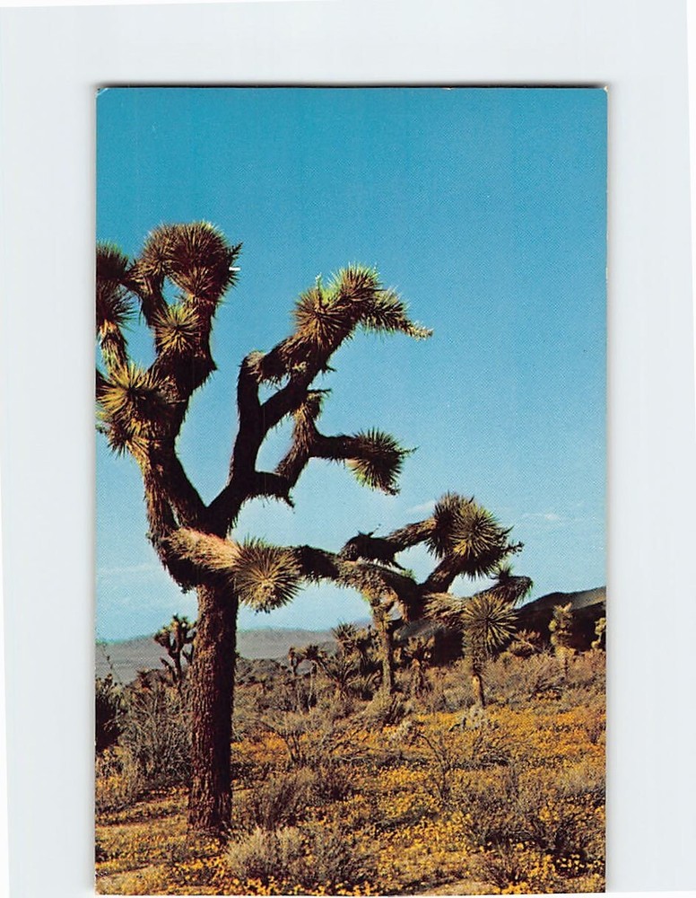 Postcard Spring Time on the Desert Joshua Tree Plant USA North America