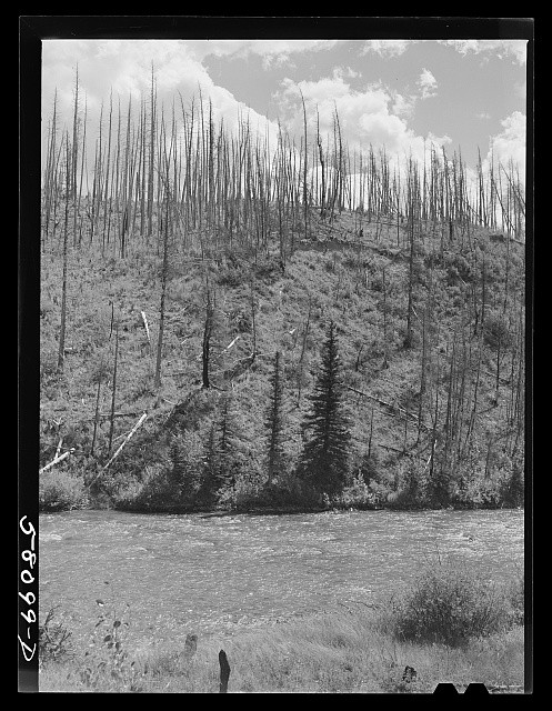 Glacier National Park Montana 1941 Forest Fire Damage Burned Hillside