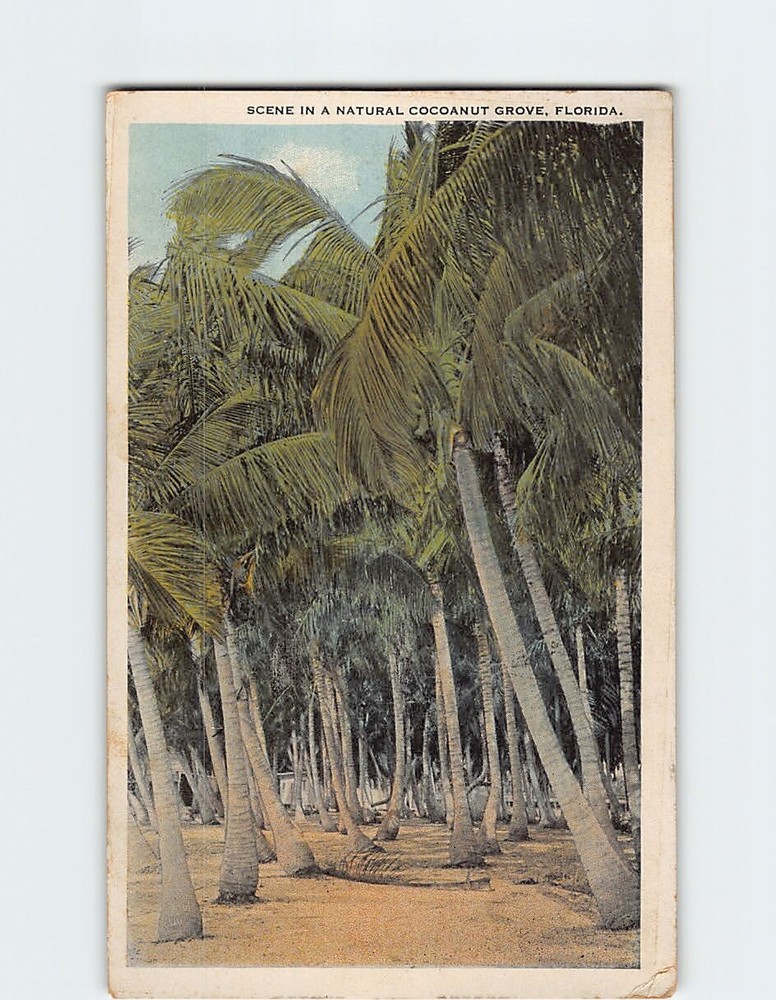 Postcard Scene in a Natural Coconut Grove Florida USA