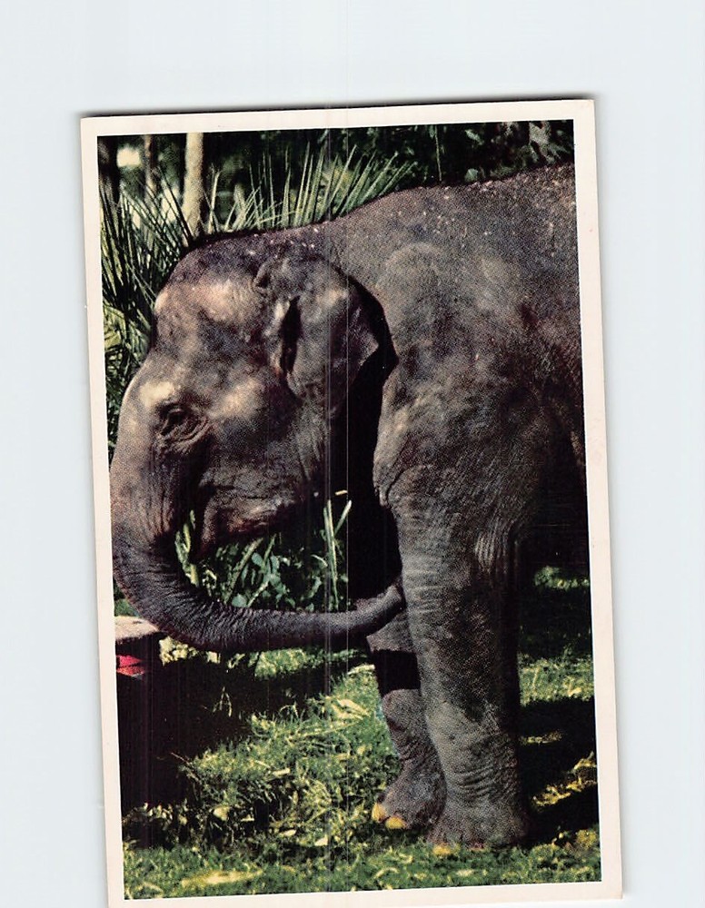 Postcard Indian Elephant Animal Color Series San Diego Zoo California USA