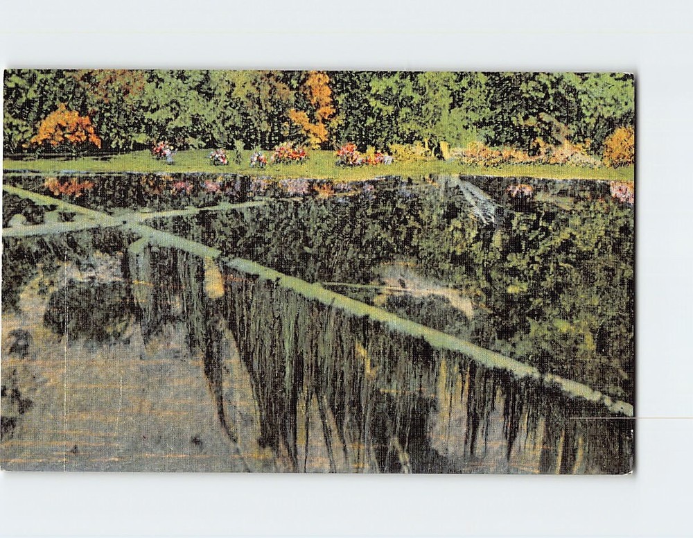 Postcard Moss Covered Tree Trunks Kitch-iti-ki-pi Spring Manistique Michigan USA
