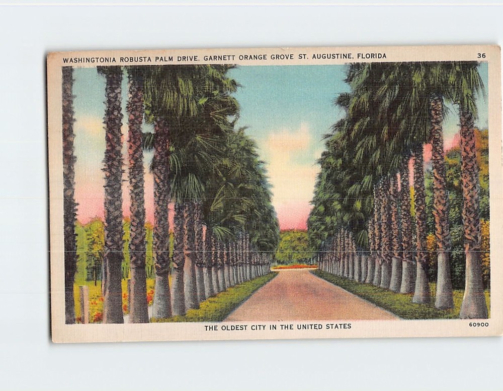 Postcard Washingtonia Robusta Palm Drive Garnett Orange Grove St. Augustine FL