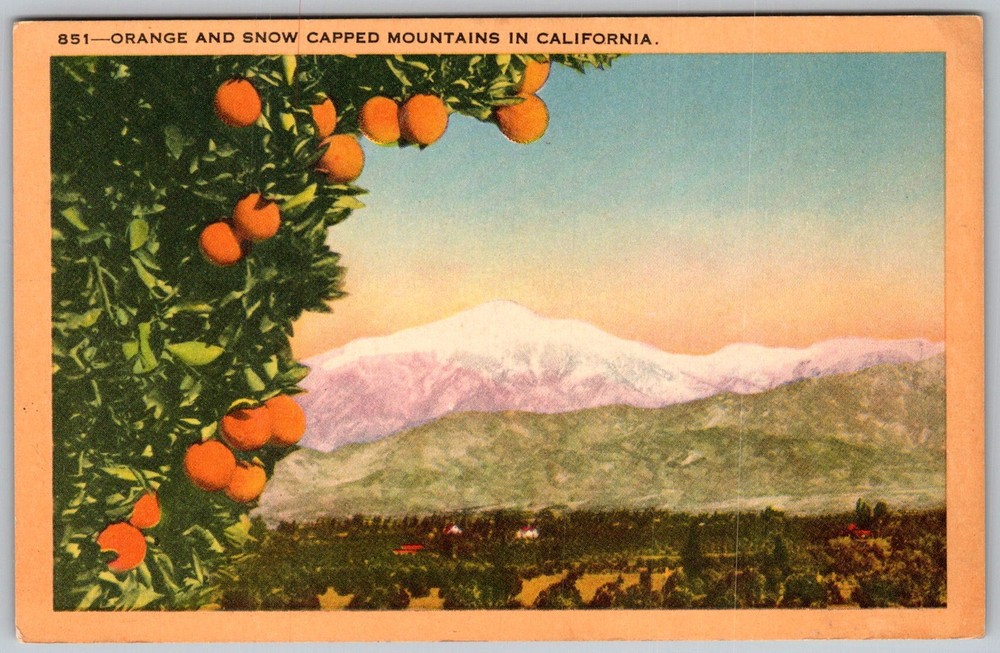 Vtg Linen Postcard Naval Orange Orchards California, US 1930s