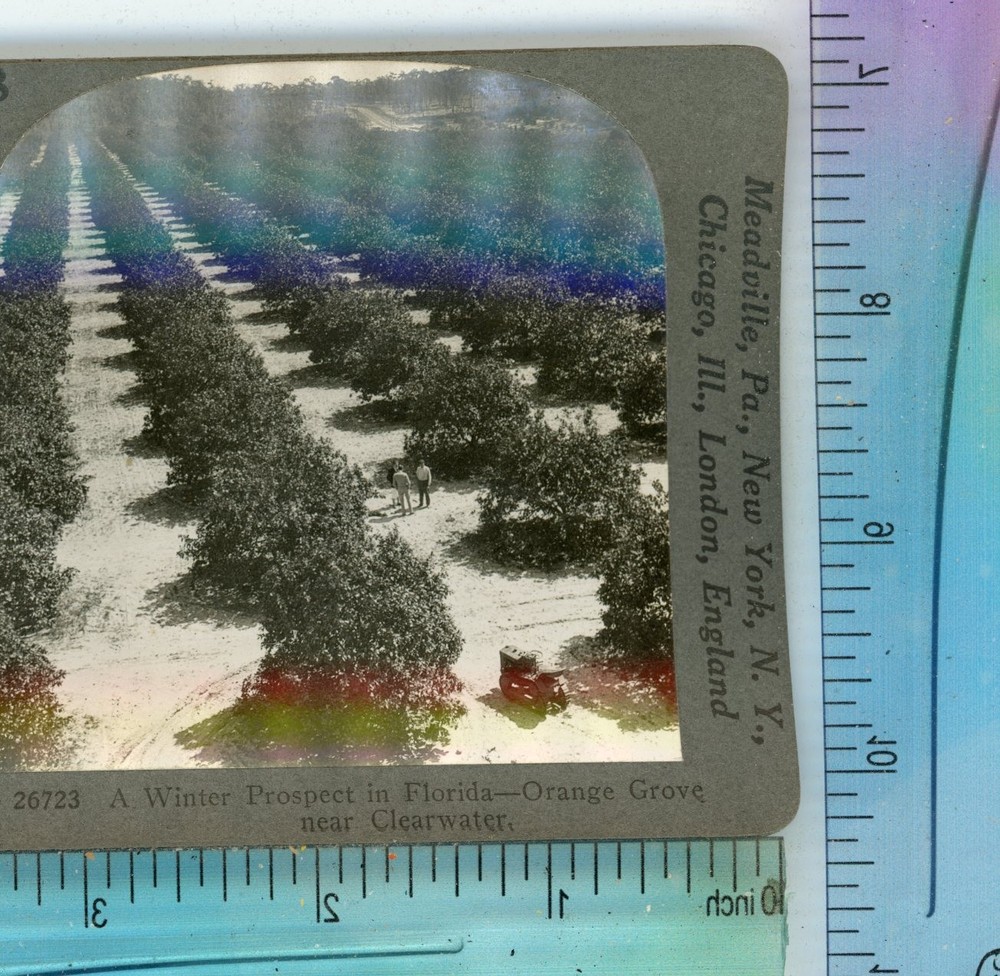 Winter Prospect in Florida FL Orange Grove Keystone Stereoview