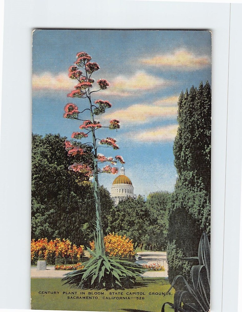 Postcard Century Plant in Bloom State Capitol Grounds Sacramento California USA