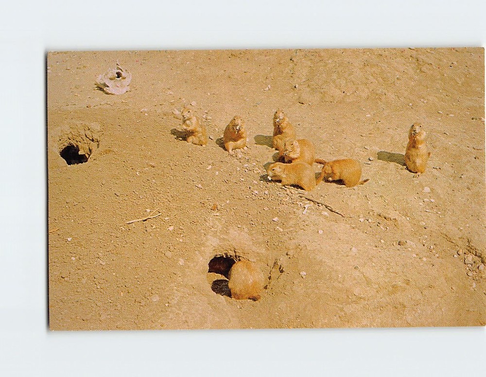 Postcard Prairie Dogs Dakota Zoo Bismarck North Dakota USA