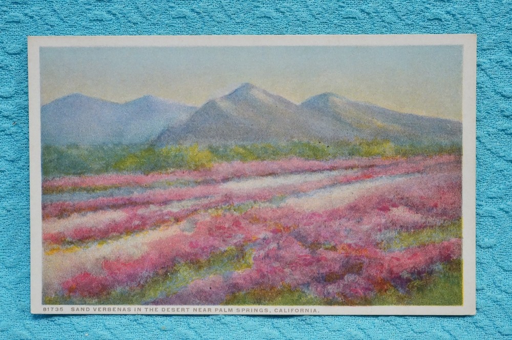 San Verbenas in the Desert near Palm Springs, California