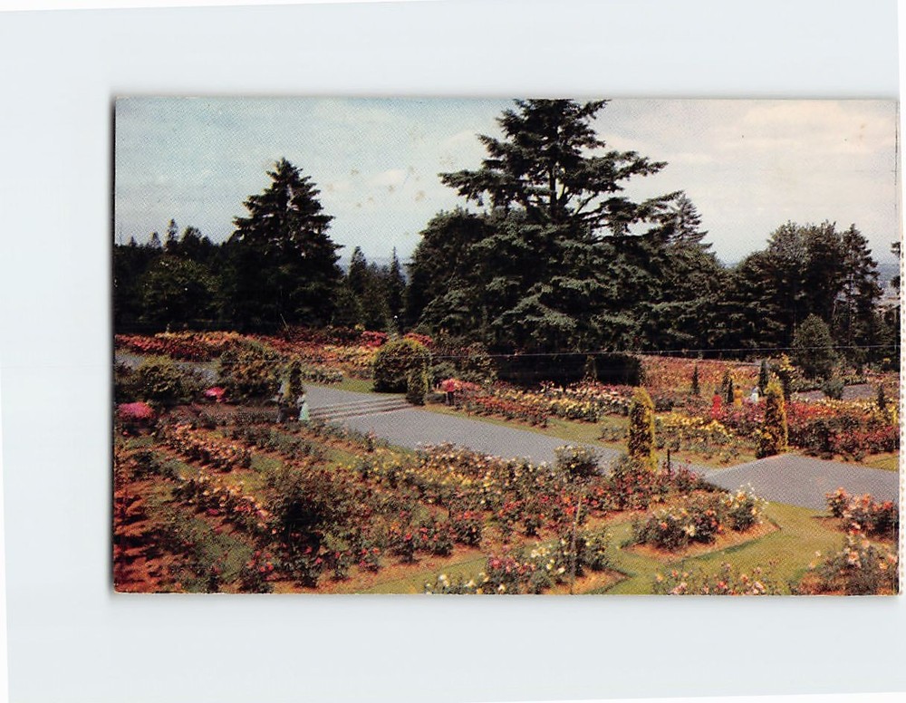 Postcard Washington Park International Rose Test Gardens Portland Oregon USA