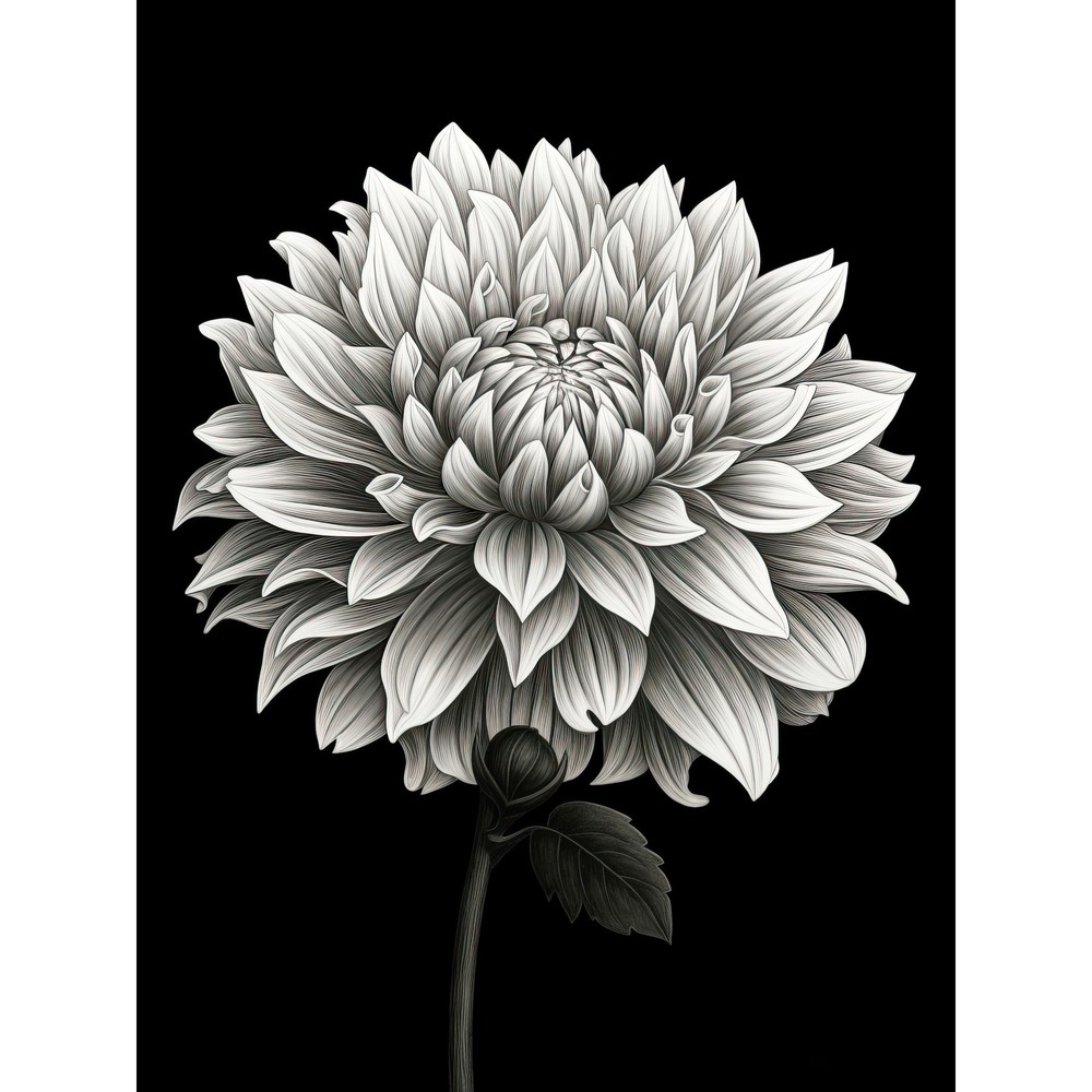 Dahlia Flower Bloom White on Black Illustration Huge Wall Art Poster Print Giant