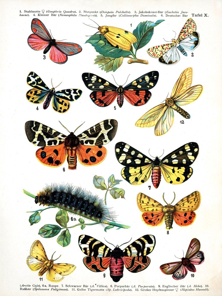 4020.11 butterflies and one caterpillar.POSTER.Interior Home School art decor
