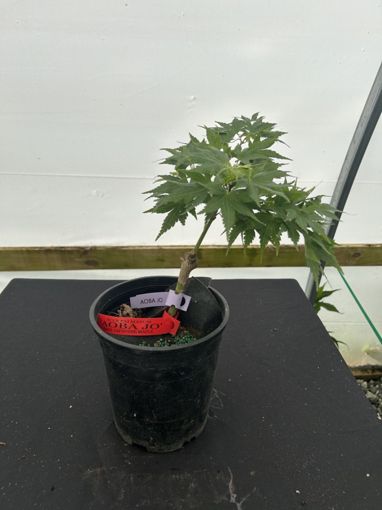 Acer palmatum 'Aoba jo' Japanese Maple 1 Gallon-image
