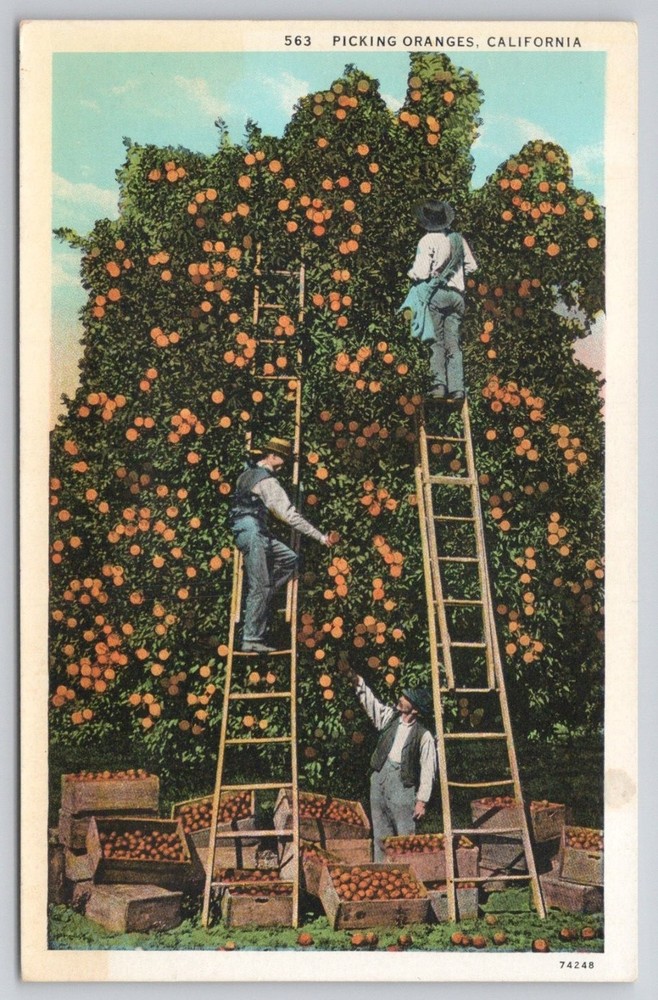 Vintage Picking Oranges California Linen Postcard Fruit Grove Farm