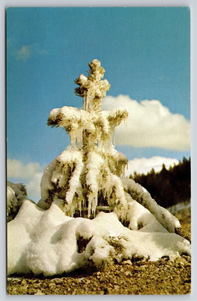 Wyoming~Winter Tree Covered In Snow @ Yellowstone Natl Park~Vintage Postcard
