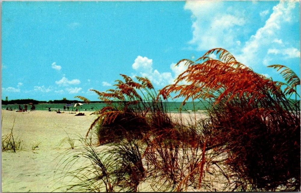Vintage Florida Beach Postcard St. Petersburg Gulf Coast Sea Oats Curteichcolor