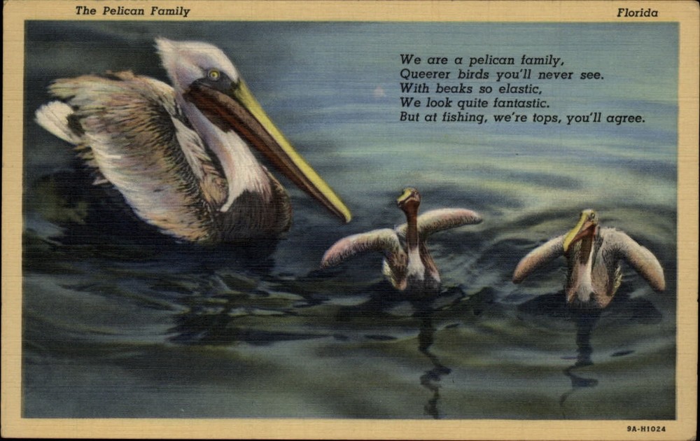 Florida Pelican family Poem 1944 to Springfield MA vintage linen postcard